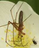 Tetragnatha sp. JN11 #0804