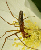 Tetragnatha sp. JN11 #0740