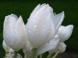 spring_2011