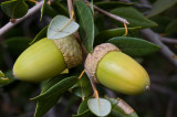 Chap. 8-8, Golden Cup Oak-1