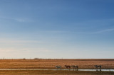 Spring Pilot Butte SK