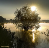 Morning Sun