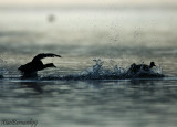 Race on the Lake:Coot against Duck