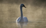 2011.The SWAN swimming in my direction