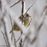 Little Greenfinch