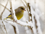 Greenfinch