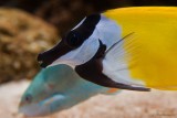 SHOUGUANG.In a Shop and in a Aquarium