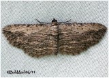 Brown Bark Carpet MothHorisme intestinata #7445