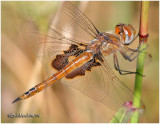 NATURAL HISTORY OF DELMARVA-DRAGONFLIES AND DAMSELFLIES