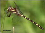 NATURAL HISTORY OF DELMARVA-DRAGONFLIES AND DAMSELFLIES