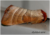 Walnut Caterpillar MothDatana integerrima #7907