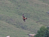 Amerikansk blå kärrhök - Northern Harrier (Circus hudsonicus)