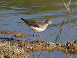 Amerikansk skogssnäppa - Solitary Sandpiper (Tringa solitaria)