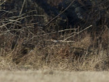 Bruntrast - Dusky Thrush (Turdus eunomus)
