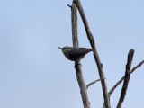 Korsikansk nötväcka - Corsican Nuthatch (Sitta whiteheadi)