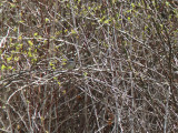 Gråhuvad sparv - Black-faced Bunting (Emberiza spodocephala)