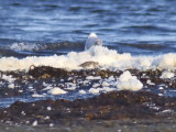 Tundrasnäppa - Western Sandpiper (Calidris mauri)