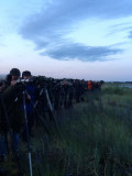 Western sandpiper - early morning twitchers!