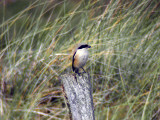 Rostgumpad törnskata - Long-tailed Shrike (Lanius schach)