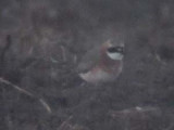 Mongolpipare - Lesser Sand Plover (Charadrius mongolus)