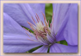 clematis close-up