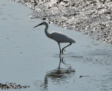 Little Egret