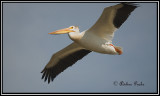 pelicans