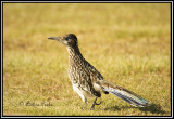 roadrunners