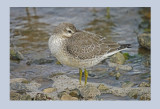 Knot - Calidris canuta