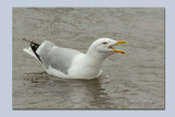Herring Gull - Larus argentatus