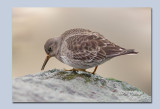 Purple Sandpiper - Calidris maratima