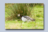 Barnacle Goose - Branta leucopsis