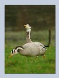 Bar Headed Goose - Anser indicus