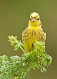 Yellowhammer- Emberiza citrinella