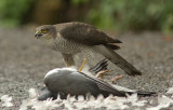 Sparrowhawk - Acipitor nisus
