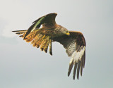 Red Kite