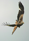 Red Kite