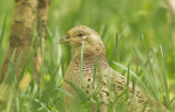 Ring-necked Pheasant (Phasianus colchicus)