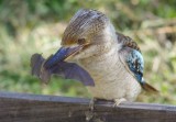 Blue- Winged Kookaburra - Dacelo leachii