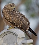 Black Kite - Milvus migrans