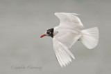 Mediterranean Gull - Larus melanocephalus