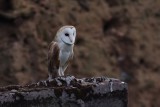 Barn Owl - Tyto alba