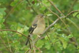 Bullfinch - Pyrrhula pyrrhula