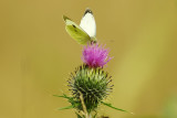 Large White - Pieris brassicae