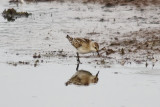Little Stint - Calidris minuta