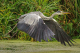 Grey Heron - Ardea cinerea
