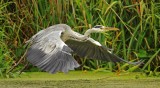 Grey Heron - Ardea cinerea