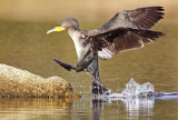 Cormorant - Phalacrocorax carbo