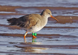 Redshank - Tringa totanus