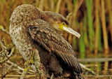 Cormorant - Phalacrocorax carbo